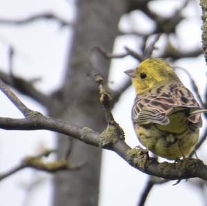 Yellowhammer
