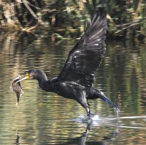 Kormoran