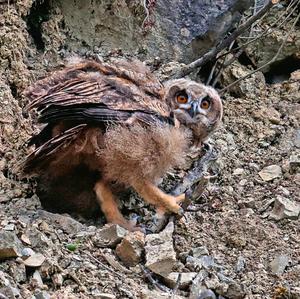 Eurasian Eagle-owl