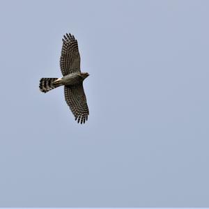 Cooper's Hawk