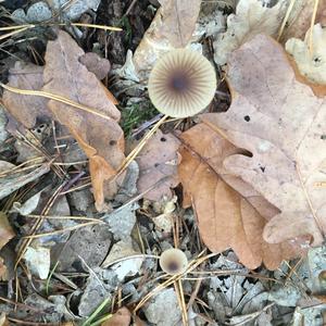 Blaustieliger Heftelnabeling