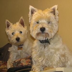 West Highland White Terrier