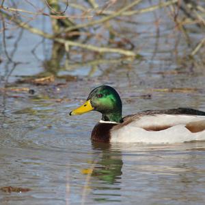 Stockente
