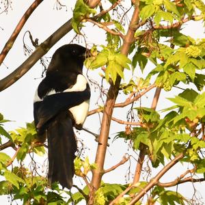 Black-billed Magpie
