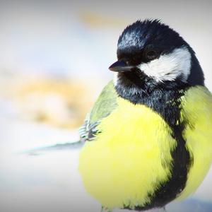 Great Tit
