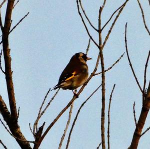 European Goldfinch