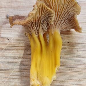 Trumpet Chanterelle
