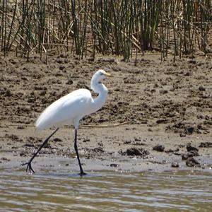 Little Egret