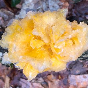 Goldgelber Zitterling