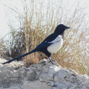 Black-billed Magpie