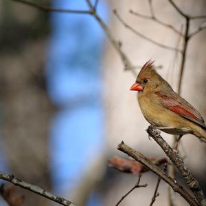 Northern Cardinal