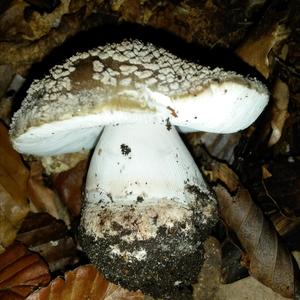 Stout-stalked Amanita
