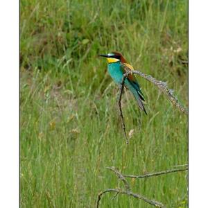 European Bee-eater