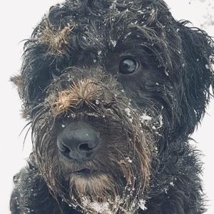 Portuguese Water Dog