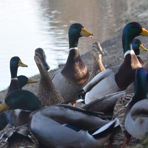 Stockente