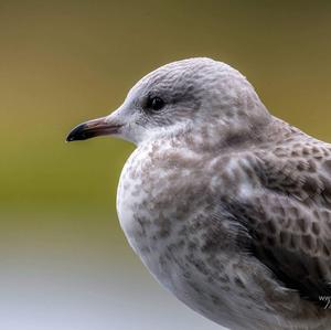 Herring Gull