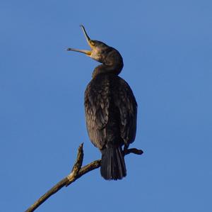 Kormoran