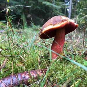 Dotted-stem Bolete