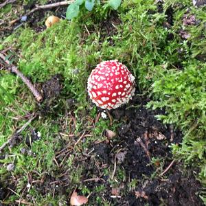 Fly Agaric
