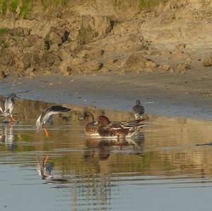 Common Redshank