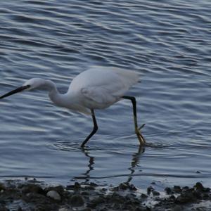Little Egret