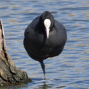 Bläßhuhn