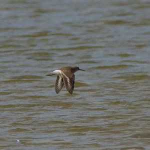 Common Sandpiper