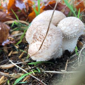 Flaschen-Stäubling