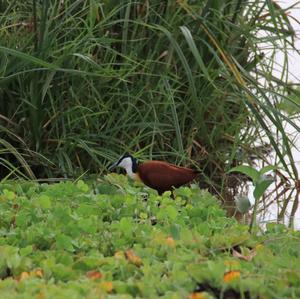 African Jacana
