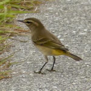 Palm Warbler