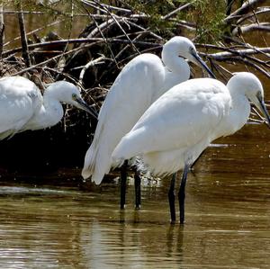 Little Egret