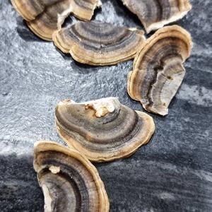 Turkey-tail
