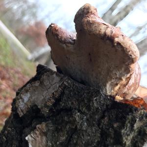 Unknown Species