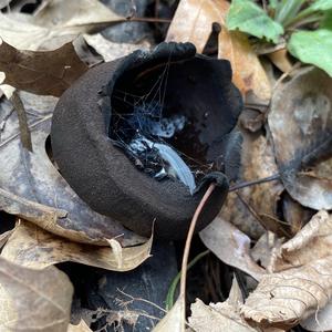 Unknown Species