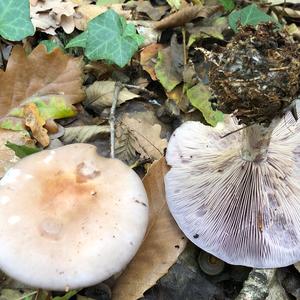 Wood Blewit