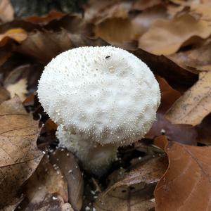 Flaschen-Stäubling