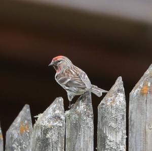 Common Redpoll