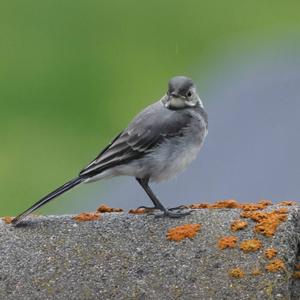White Wagtail
