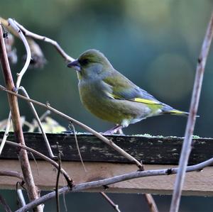 European Greenfinch