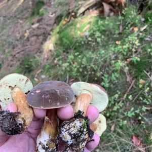 Bay Bolete