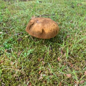 Dotted-stem Bolete