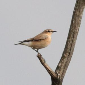 Northern Wheatear