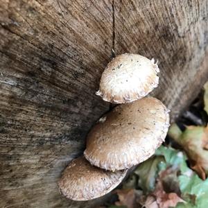 Unknown Species