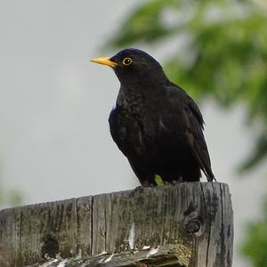 Amsel