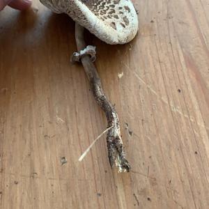 Parasol Mushroom