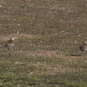 Eurasian Golden Plover