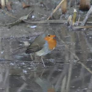 European Robin