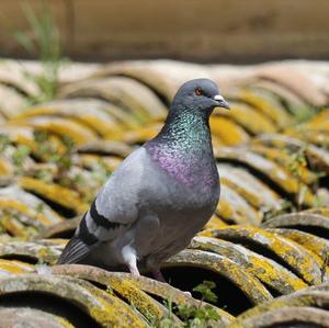 Rock Pigeon