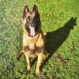 Belgian Malinois