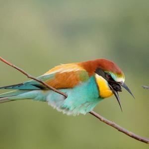 European Bee-eater